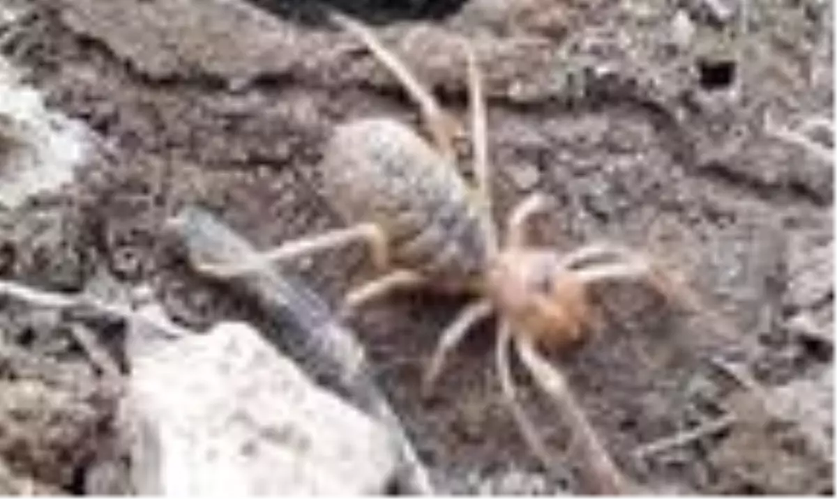 Sivas\'ta ortaya çıkan etçil "sarıkız" örümceği, köylüleri tedirgin etti