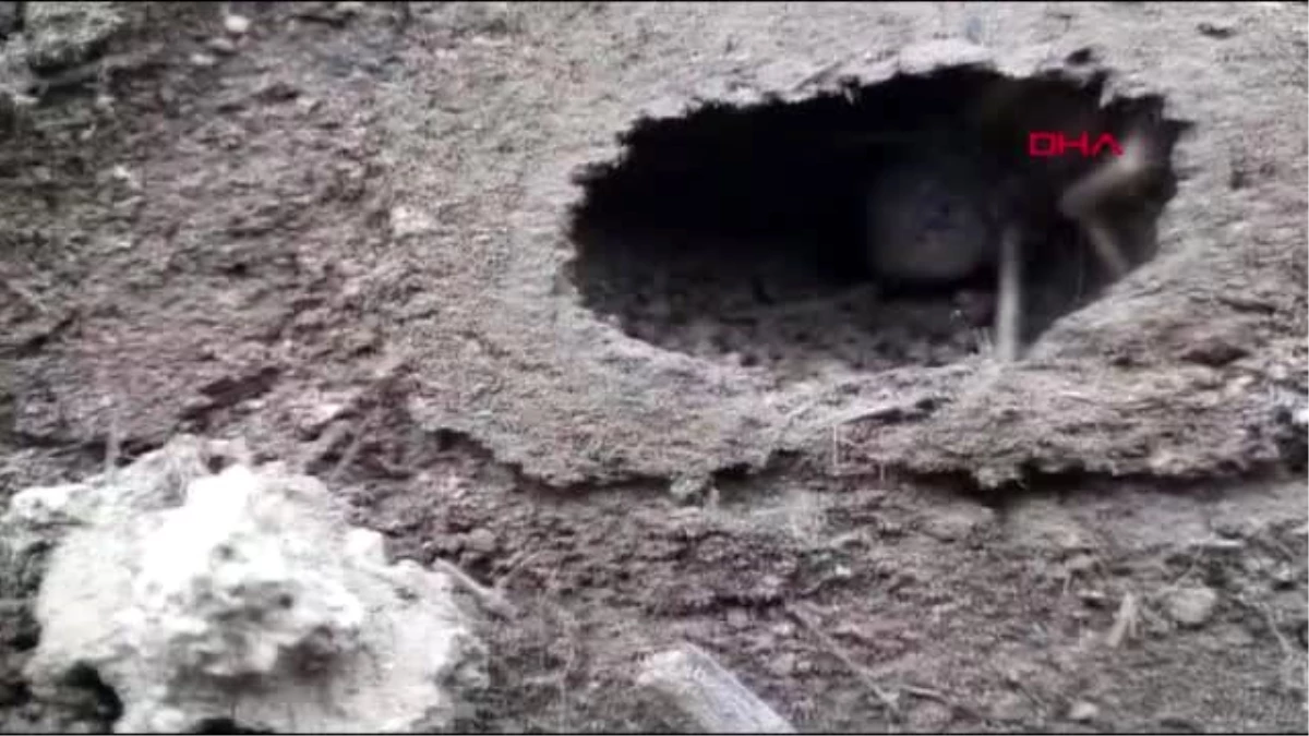Sivas'ta etçil 'sarıkız' örümceği görüntülendi Son Dakika