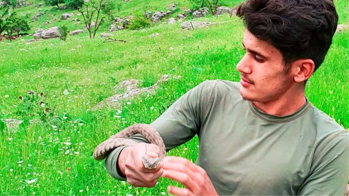 Hakkarili gençler, Türkiye\'nin en zehirli yılanı koca engerekle oynayıp doğaya saldılar