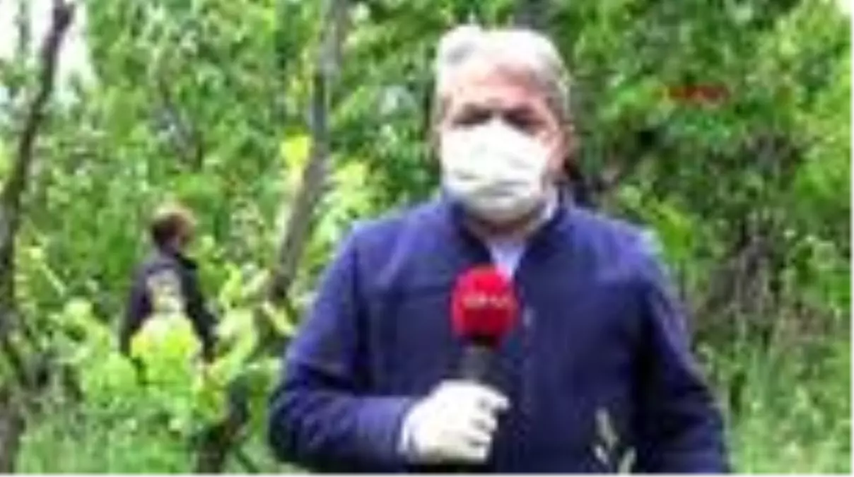 Artvin\'de \'kiraz\' hasadı başladı