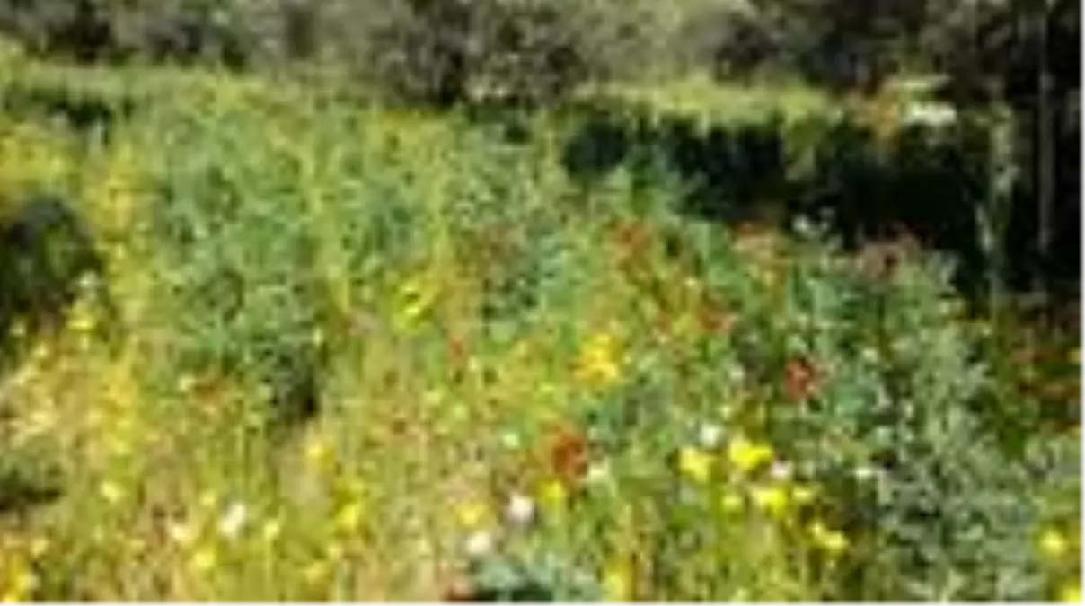 Balıkesir\'de sosyal mesafeli taze bakla hasadı