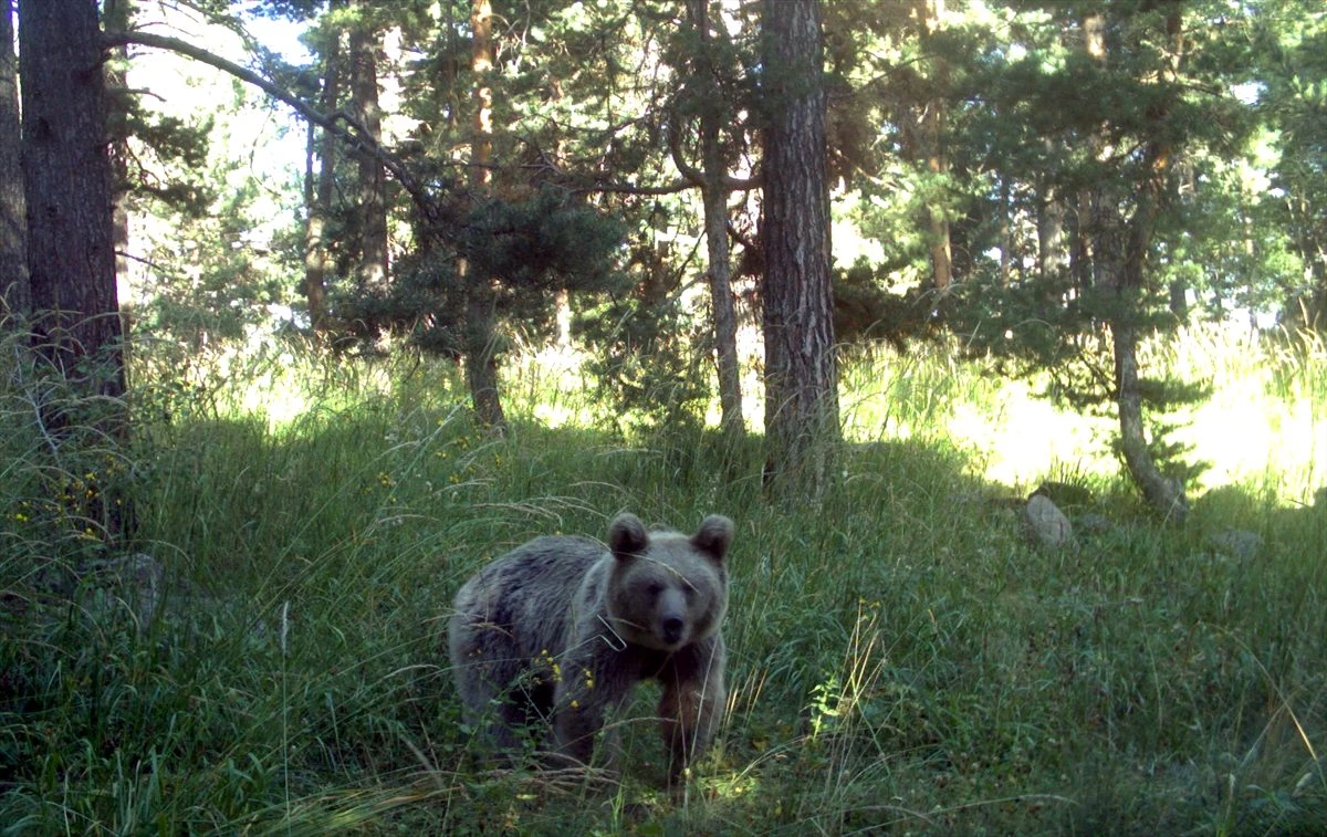 Kış uykusundan uyanan göçmen boz ayılar uydu vericileriyle takip ediliyor