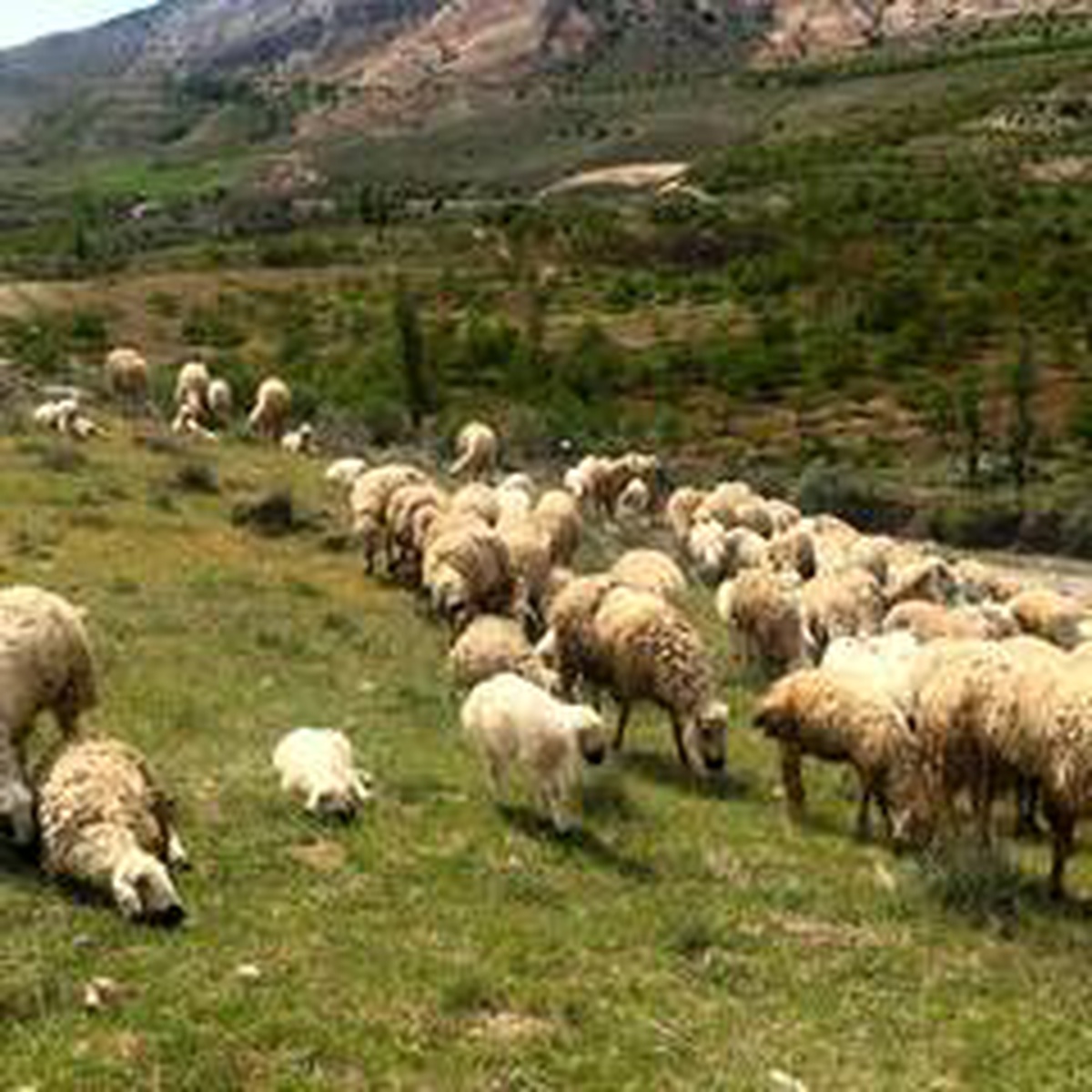 Mera-yayla kiralamaları ihalesi ertelendi