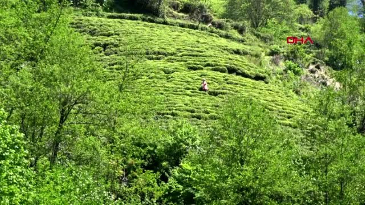 RİZE Çay hasadında acil eylem planı üreticileri rahatlattı