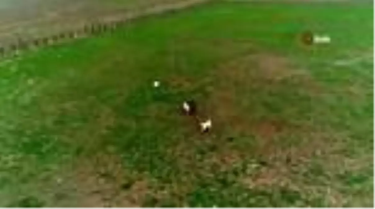 "Safkan Kangal saldırmaz"