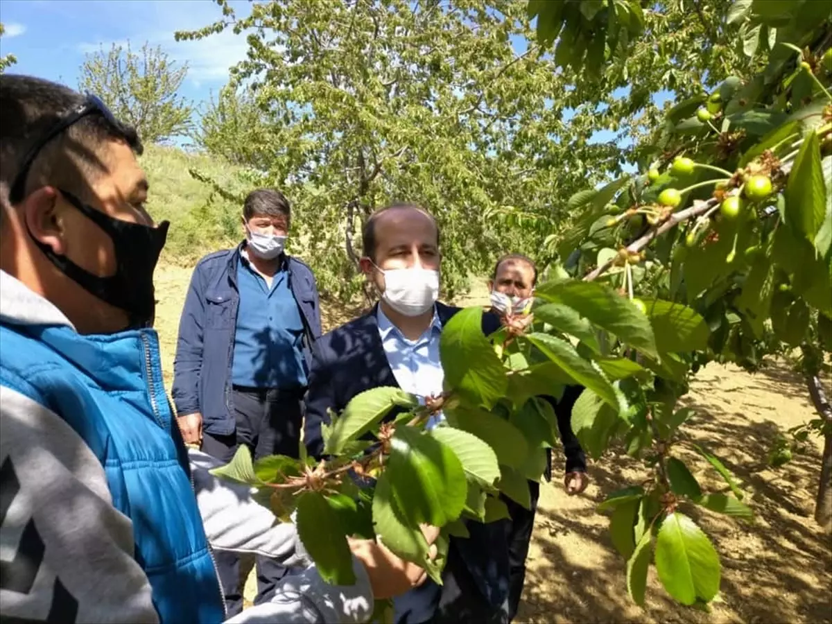 Tarım ve Orman İl Müdürü Öcal, Şarköy\'deki kiraz bahçelerini inceledi