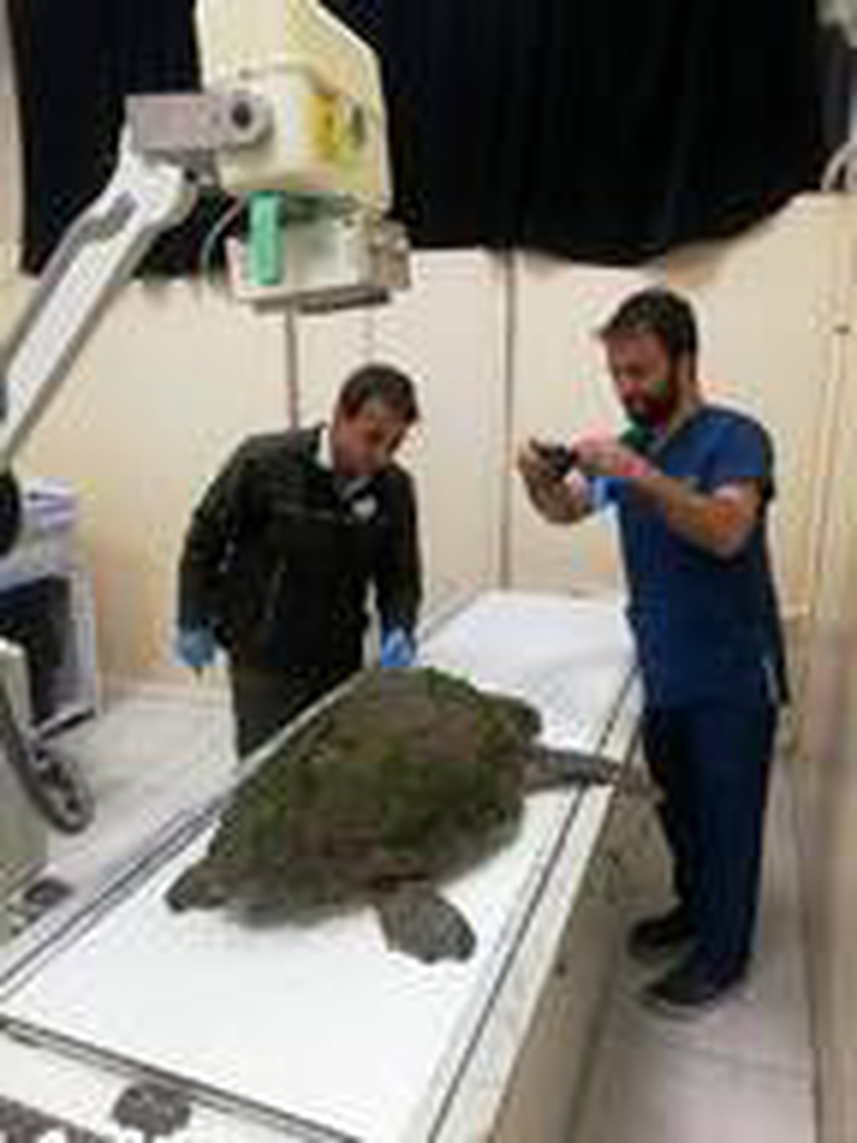 Yaralı caretta caretta, tedaviye alındı