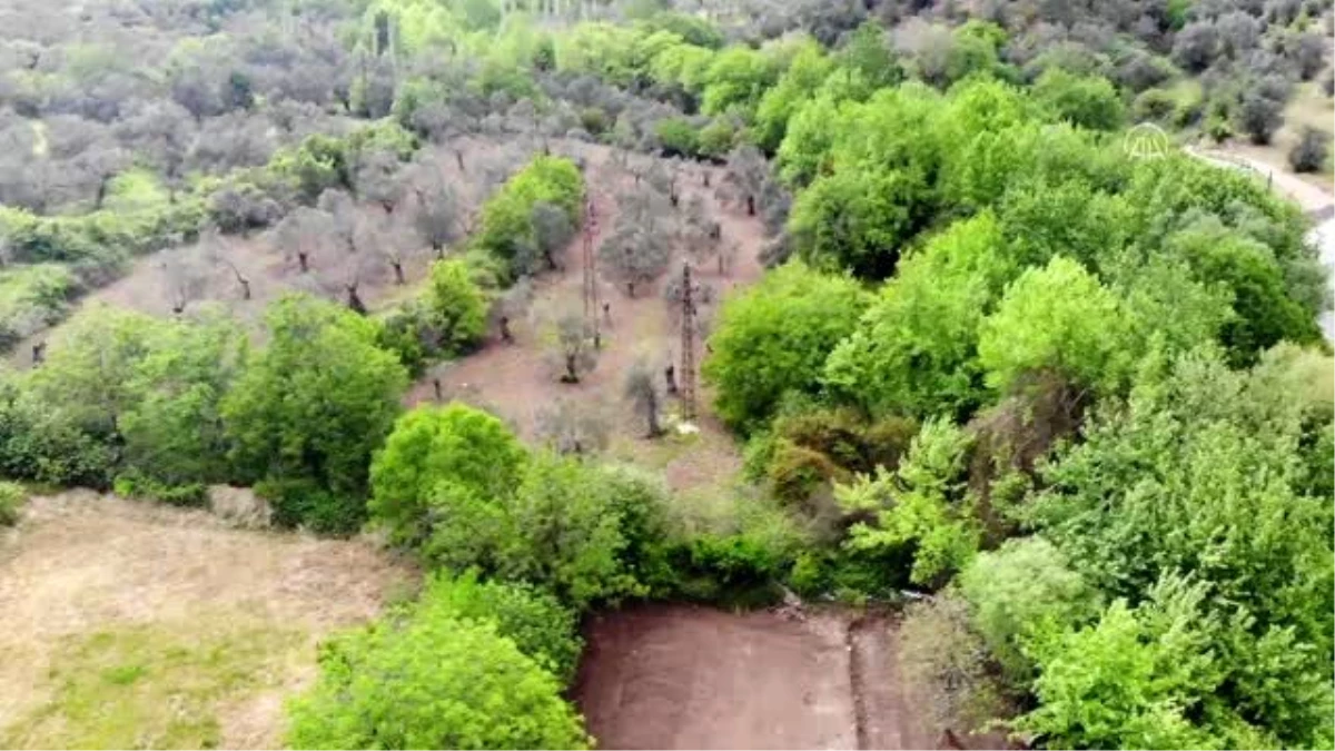 Zeytin ağaçlarının kesildiğini iddia eden vatandaşlar suç duyurusunda bulundu