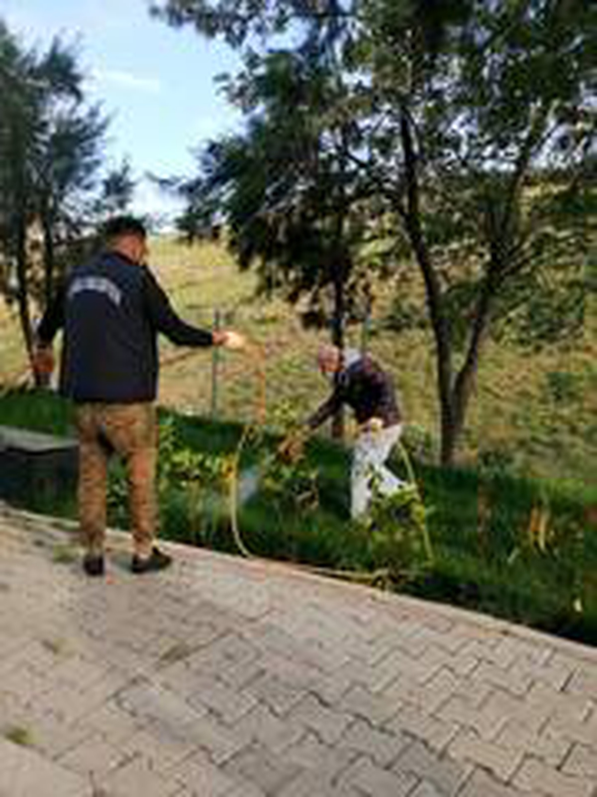 Çiğli parklarında çim ve bitkilere özel bakım