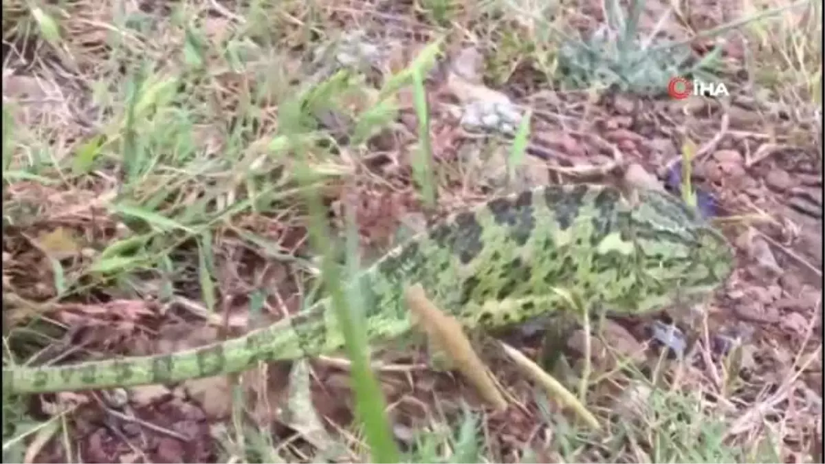 Karayolunda Akdeniz bukalemunu bulundu