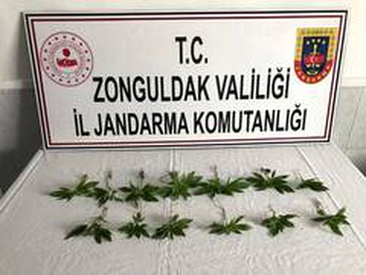 Kısıtlama gününde kenevir sularken yakalandı