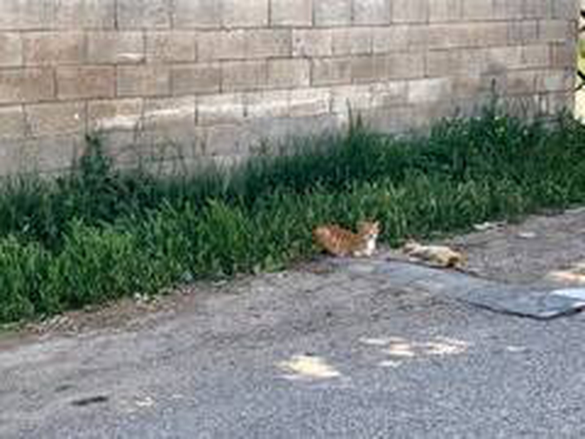 Anne kedi telef olan yavrusunun başında bekledi