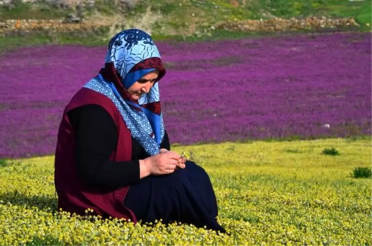 Baharın müjdecisi ballıbaba ve papatyalardan görsel şölen