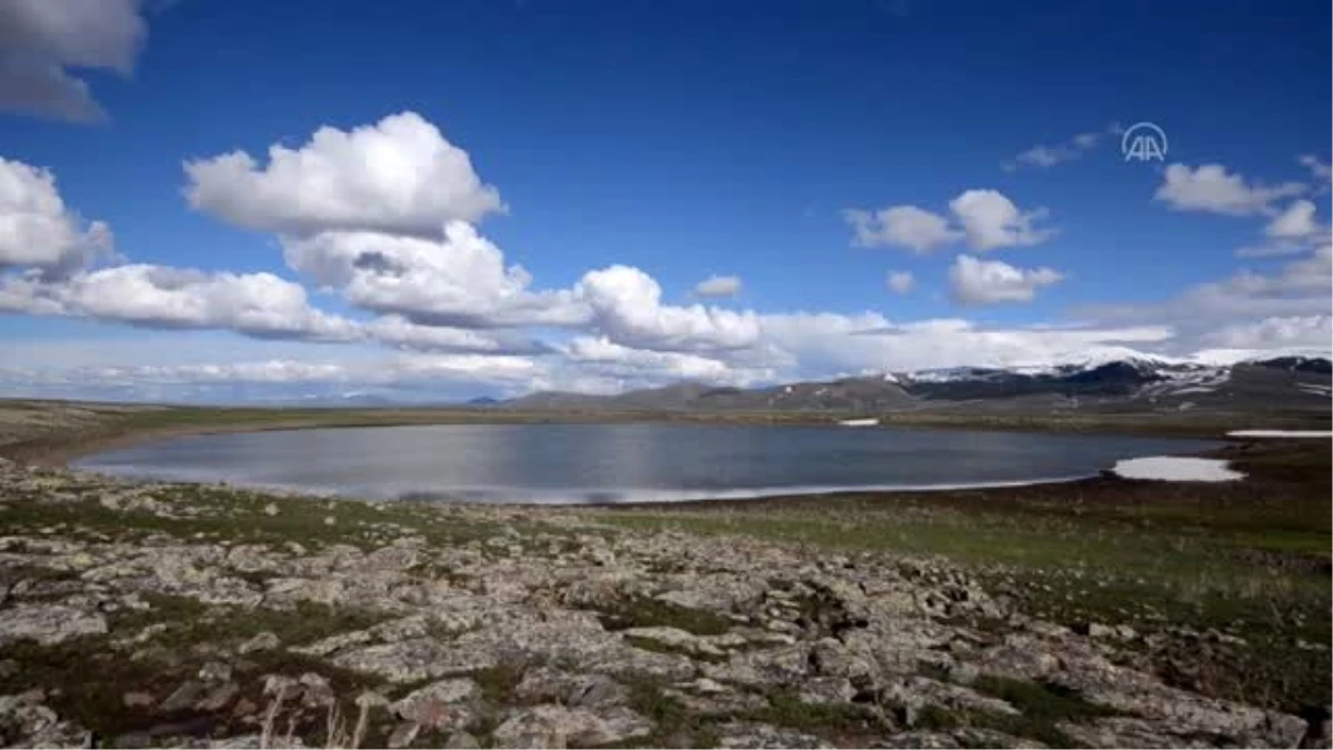 "Saklı cennet" Asboğa Gölü göçmen kuşlarla şenlendi