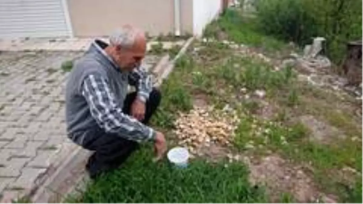 Sokak hayvanlarına her gün su ve yemek veriyor