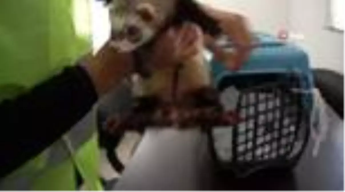 Feret, ilgi odağı oldu