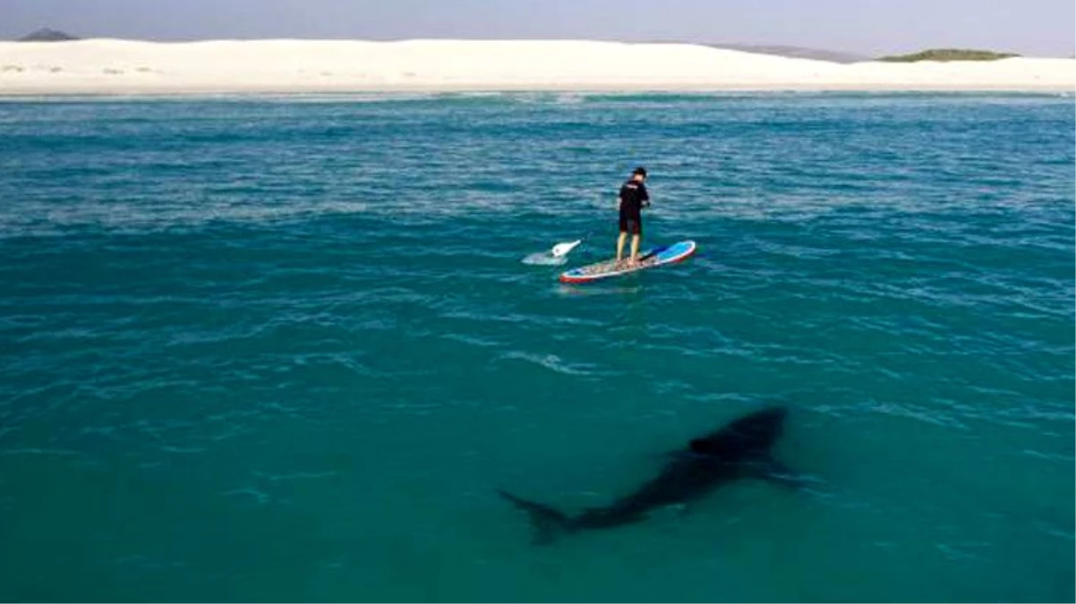 Genç sörfçü, köpek balığı saldırısından yumruklarıyla kurtuldu