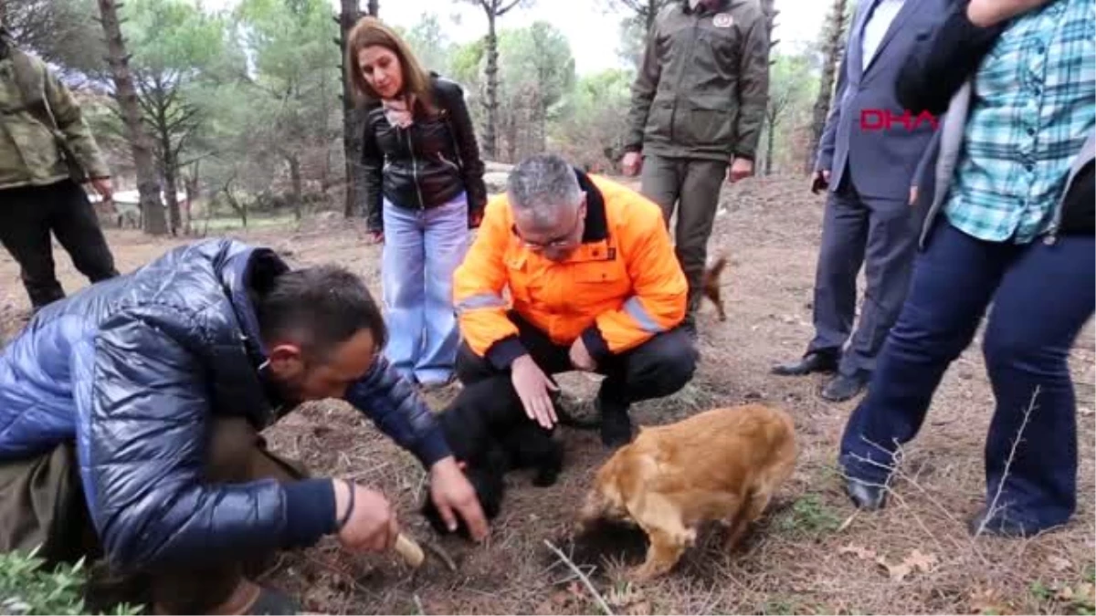 İZMİR Bergama Kozak Yaylası\'nda özel köpeklerle zengin trüf alanı tespit edildi