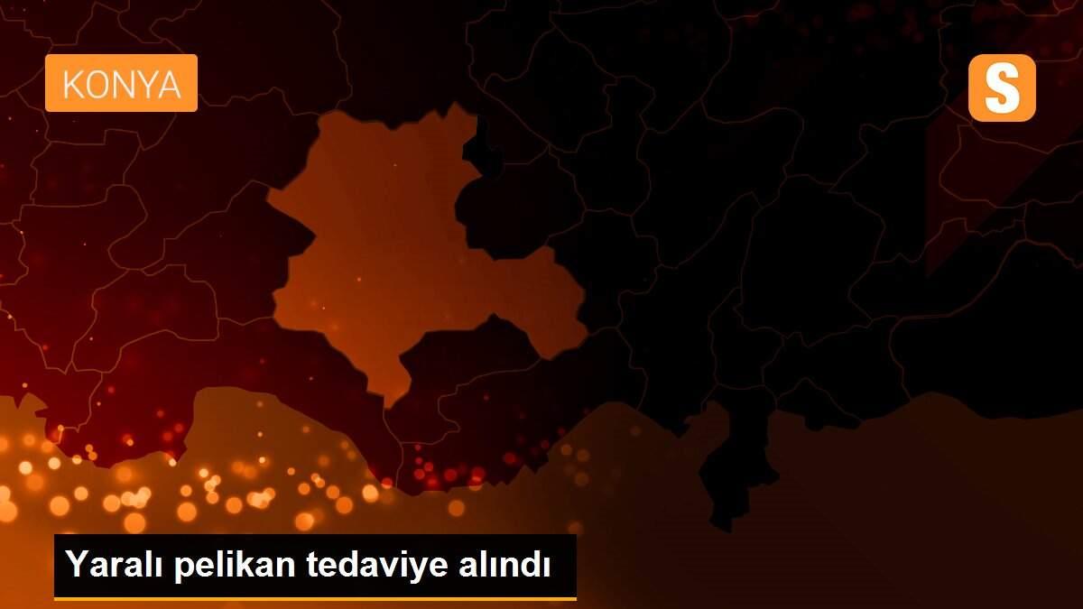 Yaralı pelikan tedaviye alındı