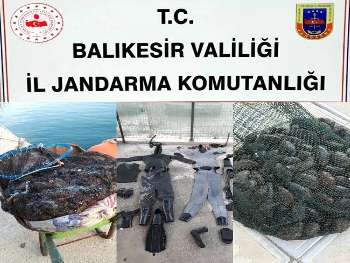 Jandarmadan kaçak deniz patlıcanı operasyonu