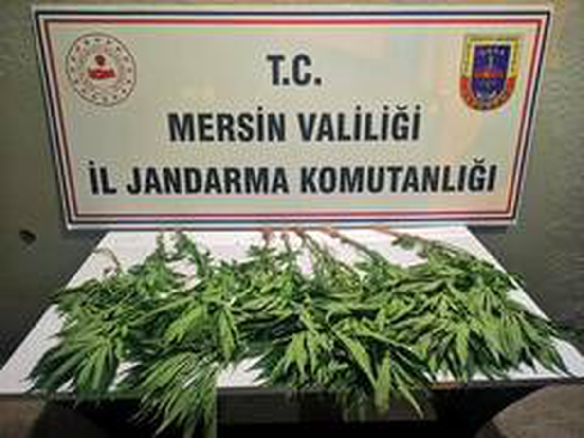 Tavuk kümesi etrafına kenevir ekmiş