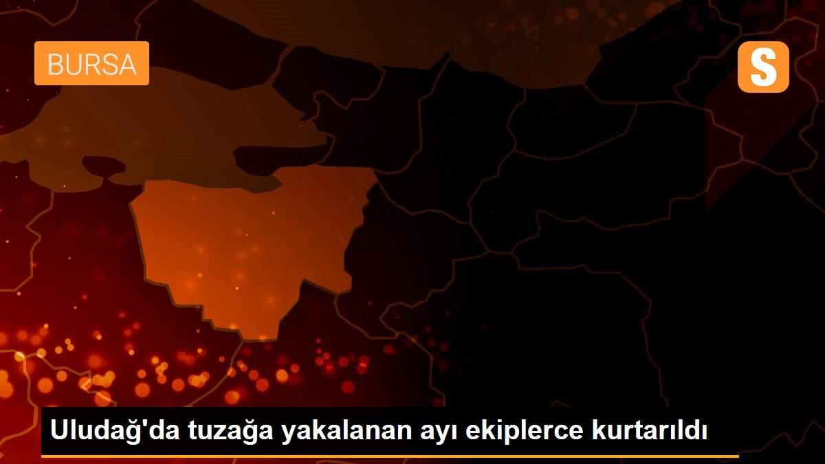 Uludağ\'da tuzağa yakalanan ayı ekiplerce kurtarıldı
