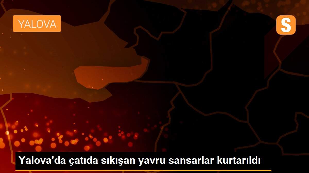 Yalova\'da çatıda sıkışan yavru sansarlar kurtarıldı