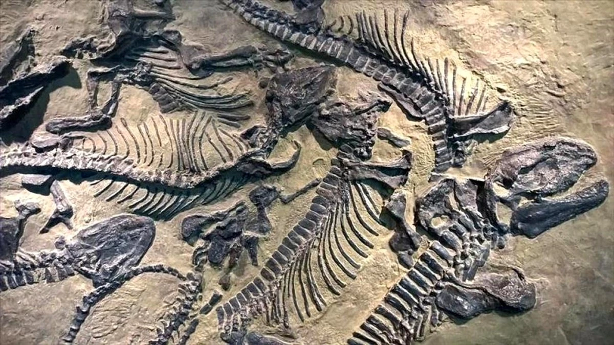 70 Milyon Yıllık Dinozor Fosili Keşfedildi