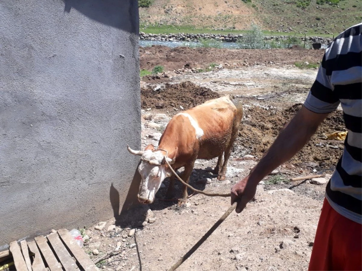 Bingöl\'de çamura saplanan inek kurtarıldı