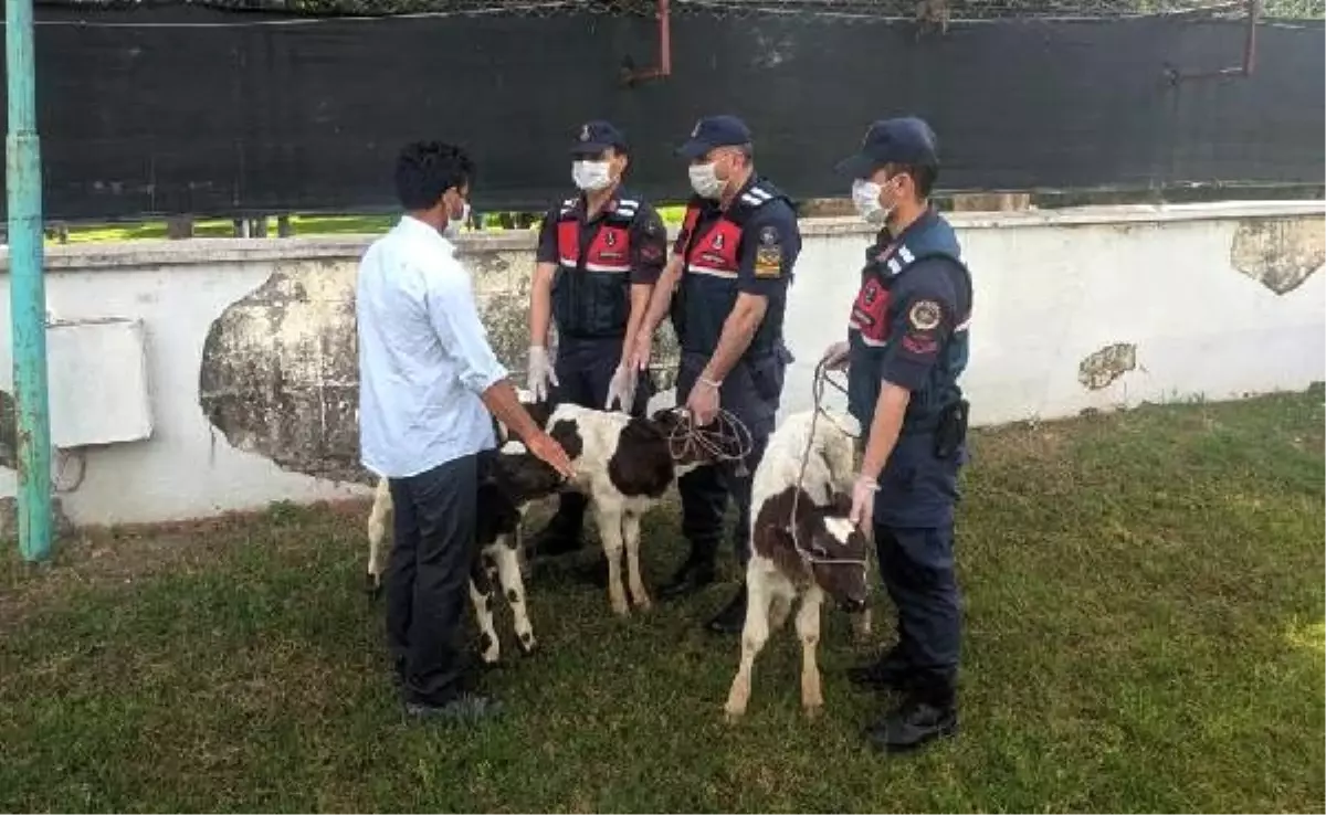 Buzağı hırsızlarına operasyon: 2 kişi tutuklandı