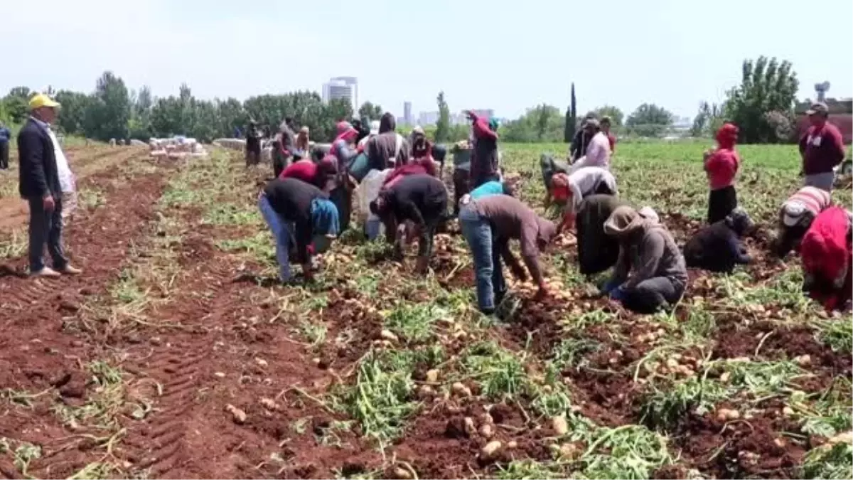 Erkenci patates hasadına başlandı