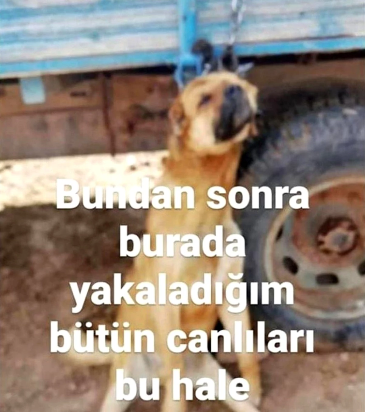 Erzincan\'da köpeği römorka asan şüpheli şahıs gözaltına alındı