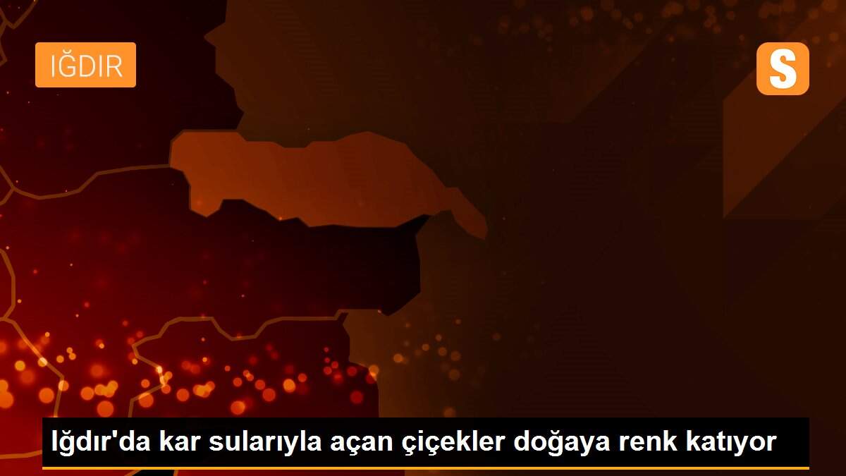 Iğdır\'da kar sularıyla açan çiçekler doğaya renk katıyor