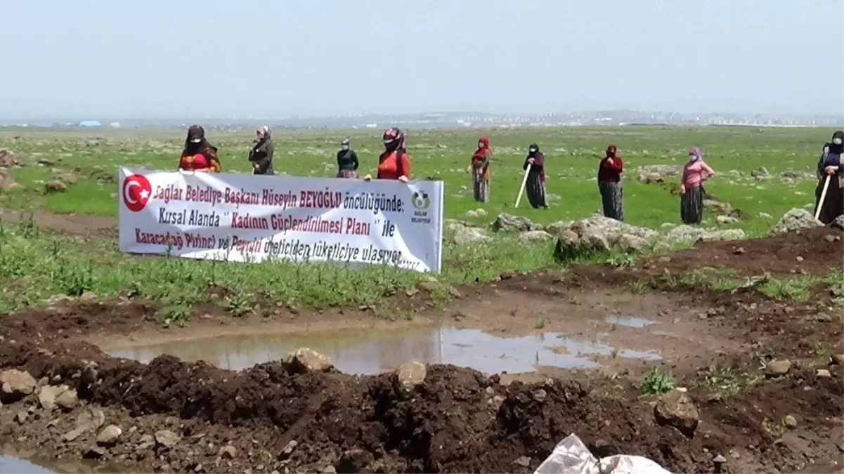 Kadınlar, Bağlar Belediyesinin desteği ile tescilli Karacadağ pirinci ve peynirini üretecek