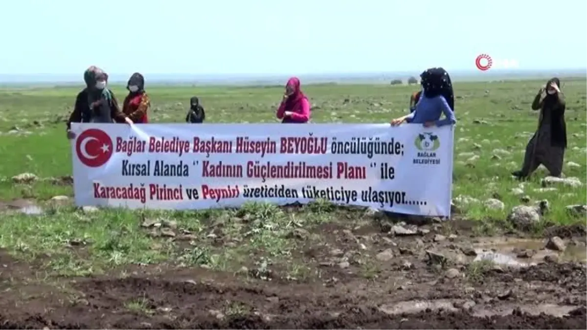 Kadınlar, Bağlar Belediyesinin desteği ile tescilli Karacadağ pirinci ve peynirini üretecek