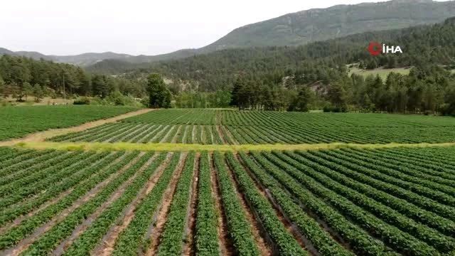 Kahramanmaraş'ta devlet destekli üretilen çilekte hasat başladı