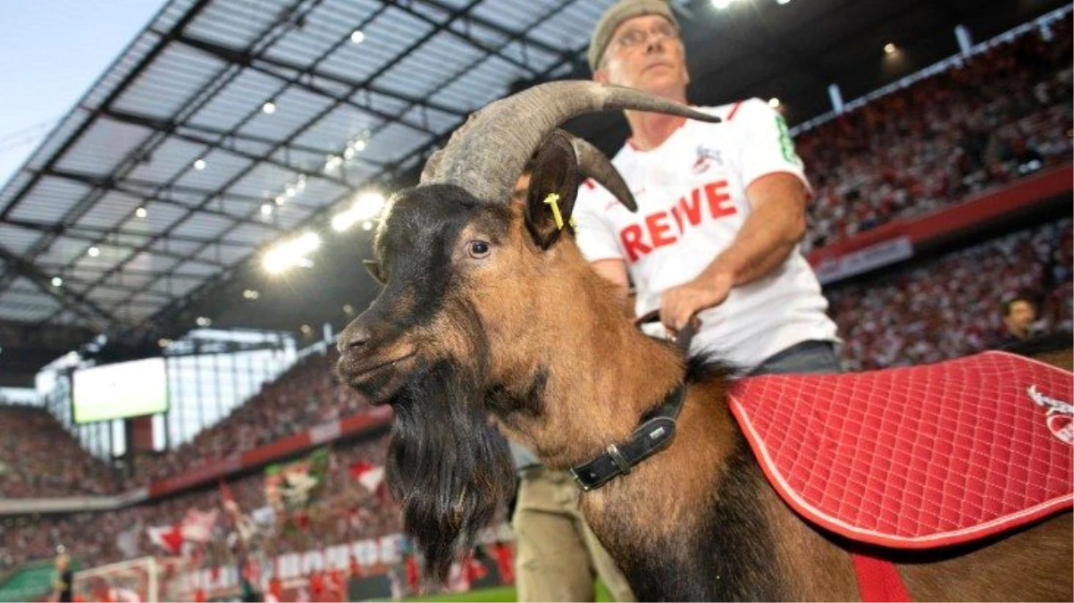 Köln\'ün ünlü maskotu keçi Hennes koronavirüs nedeniyle 12 yıl sonra ilk kez maçlara katılamayacak