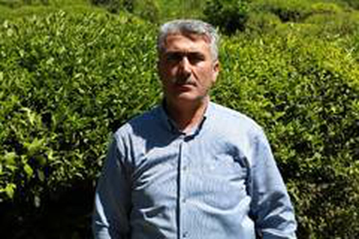 Rize\'de yaş çay toplama sezonunun bir hafta içinde başlaması bekleniyor