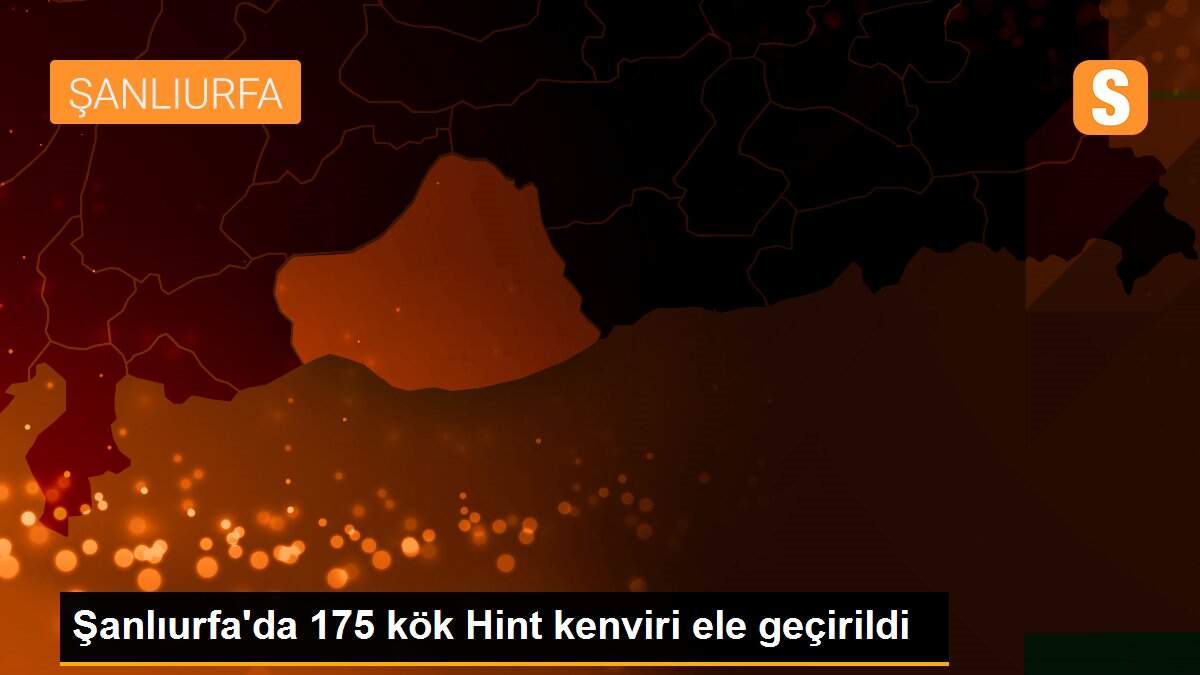 Şanlıurfa\'da 175 kök Hint kenviri ele geçirildi