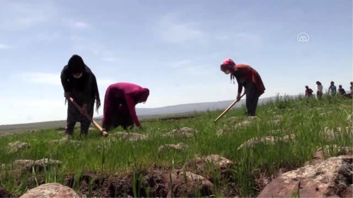 Tarımda kadın istihdamına belediyeden destek - DİYARBAKIR