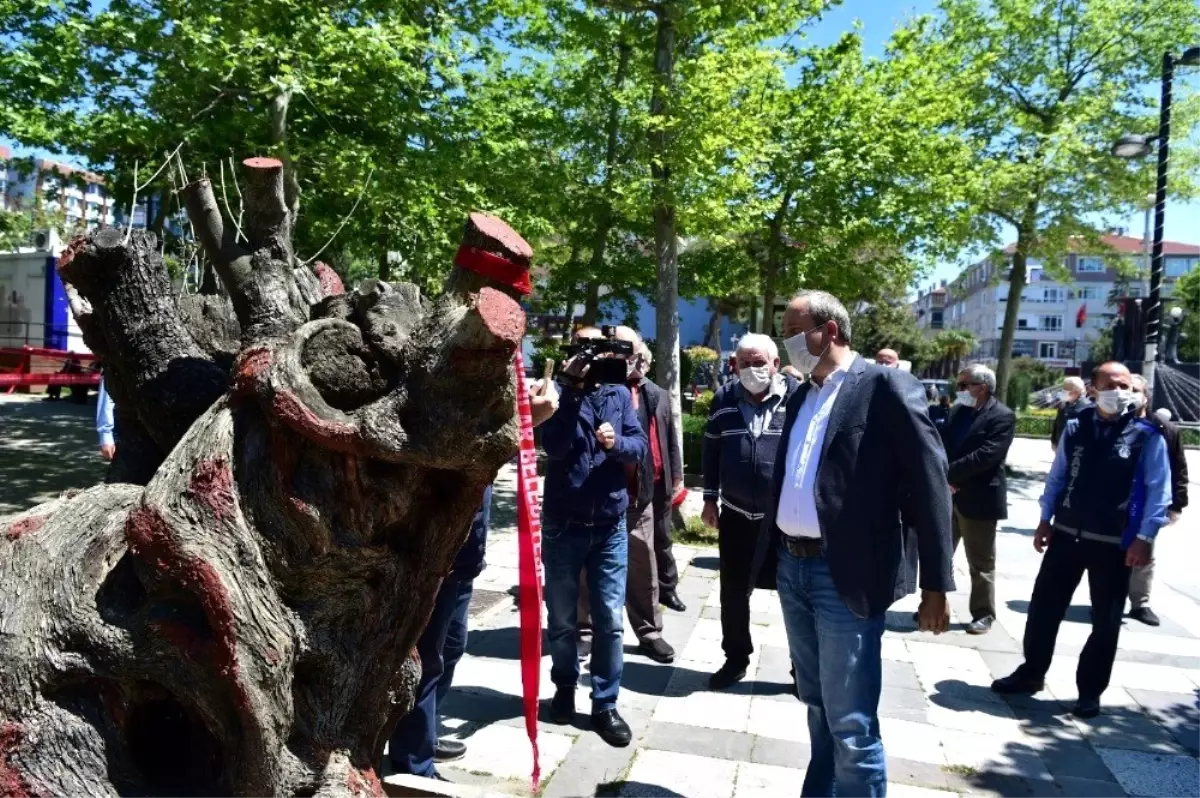 Tünel inşaatından kurtarılan asırlık zeytin ağaçları nefes oldu