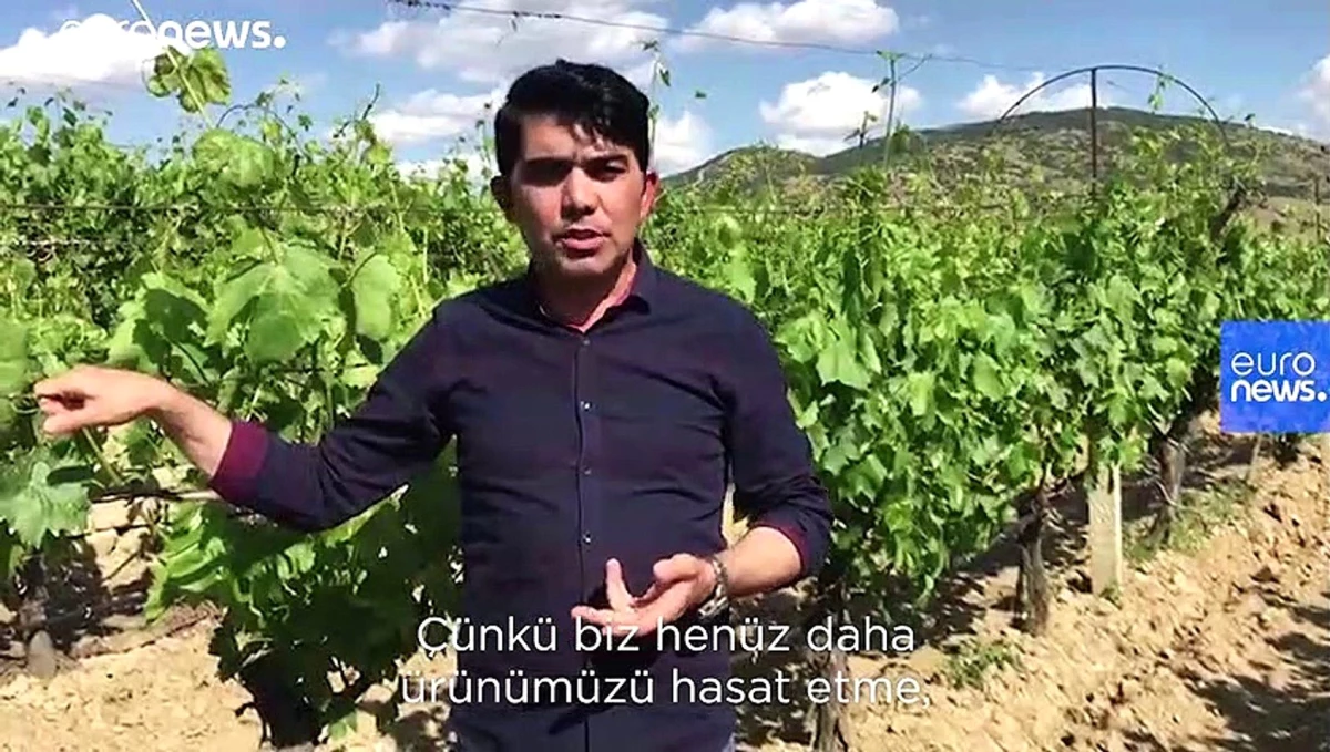 Türkiye\'de çiftçiler, salgın nedeniyle ürünlerini satamamaktan korkuyor