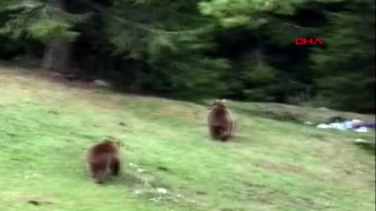 ARDAHAN Yiyecek arayan boz ayılar görüntülendi