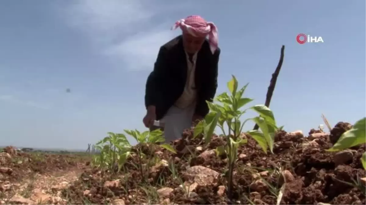 Harran Ovası\'nda isot fideleri toprakla buluşuyor