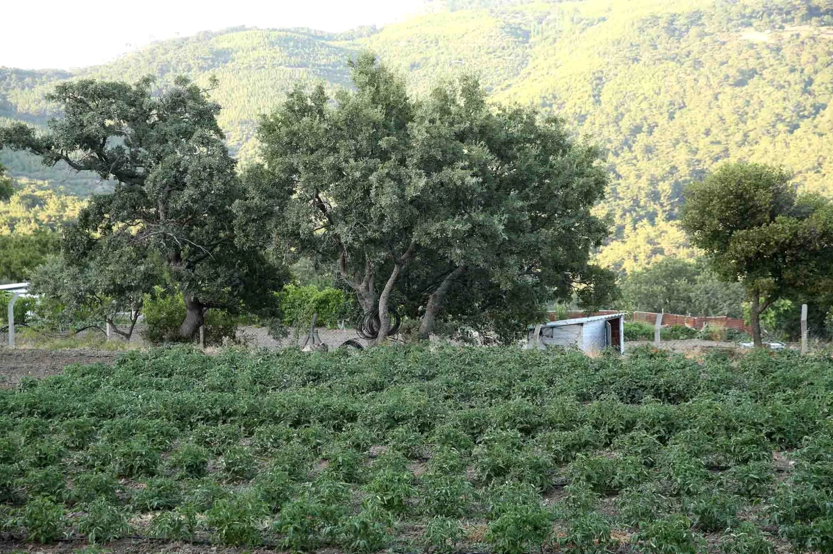 Karşıyaka\'da tarımsal kalkınma hareketi başlıyor