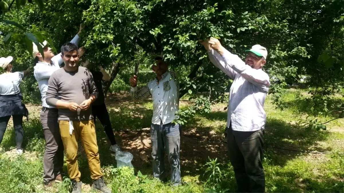 Köşk Ziraat Odası, çiftçilerin gününü tarlada kutladı