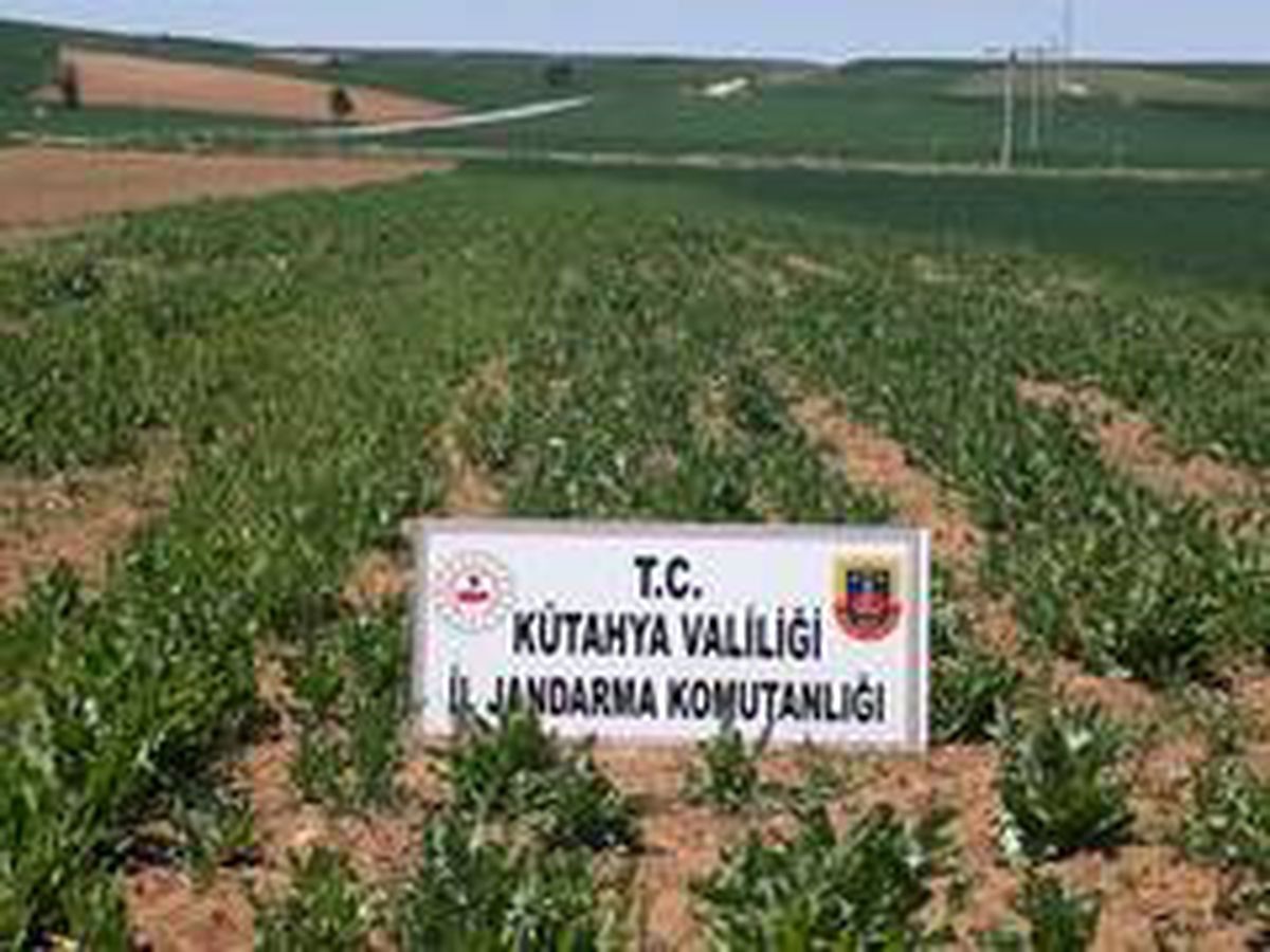 Kütahya\'da 69 bin kök kaçak ekilmiş haşhaş bitkisi ele geçirildi