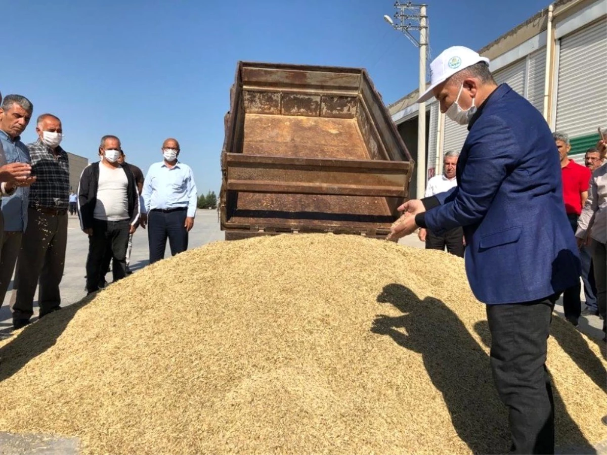 Mardin\'de Dünya Çiftçiler Gününde sezonun ilk arpa hasadı yapıldı