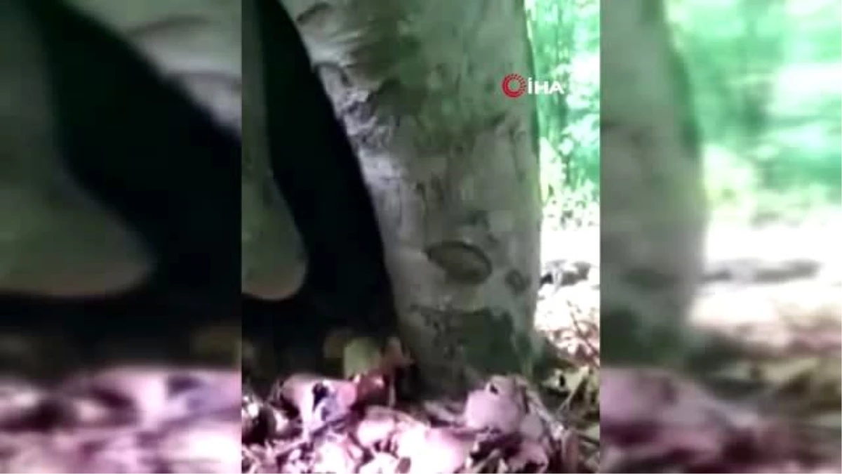 Ordu\'da ağaç kovuğuna sıkışan köpek kurtarıldı