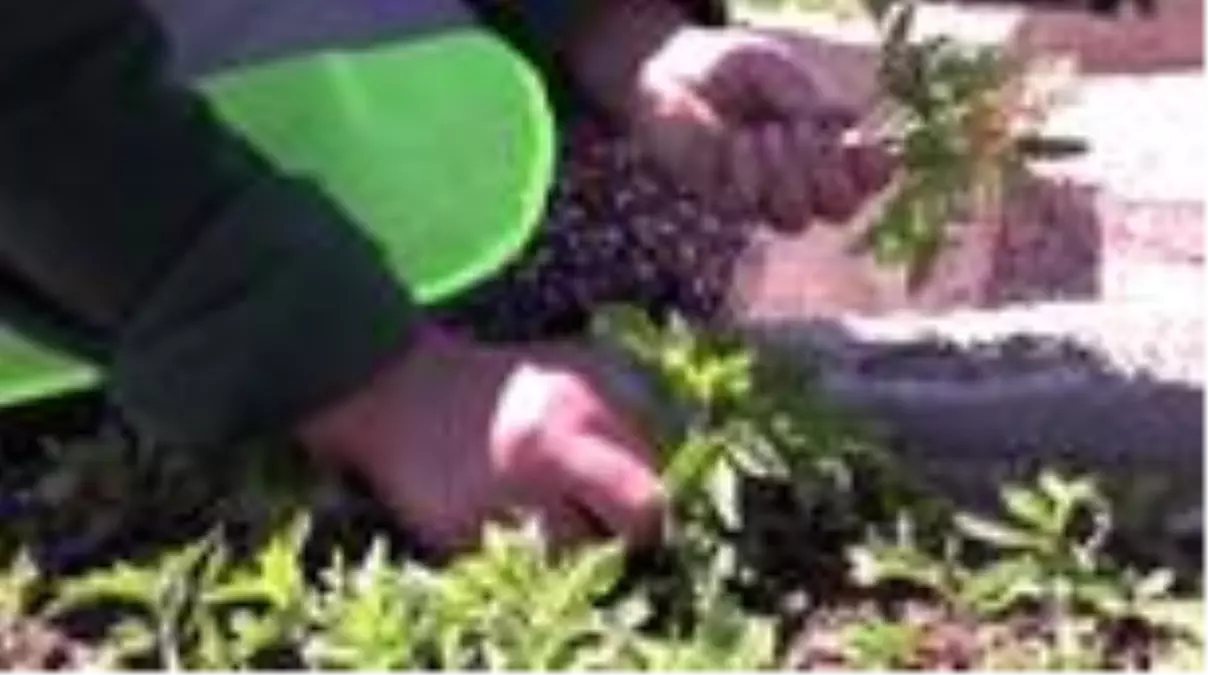 Vefalı eller, 2 milyon fideyi çiftçiye ulaştırmaya başladı